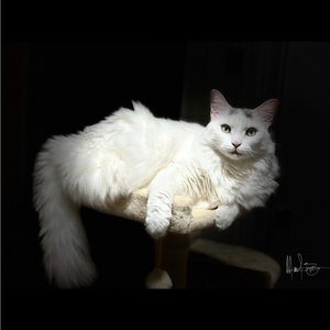 Meet your Posher, Mariela